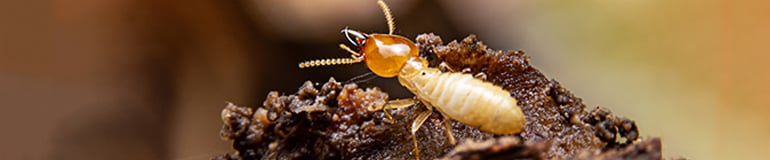 Save BIG on Termite Control